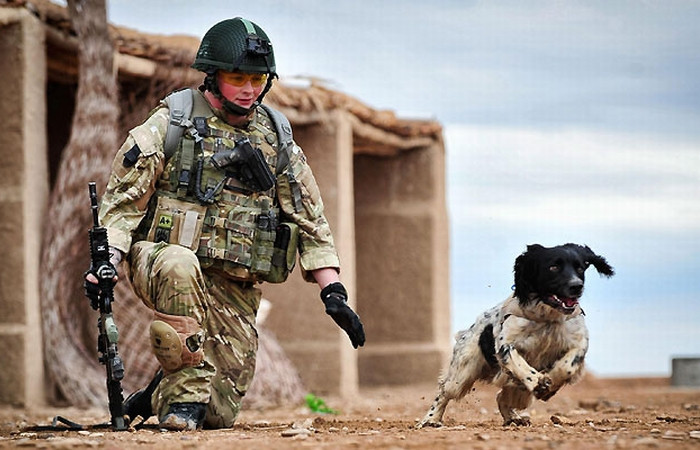 Picture 4 of This is a species that detects very good explosives