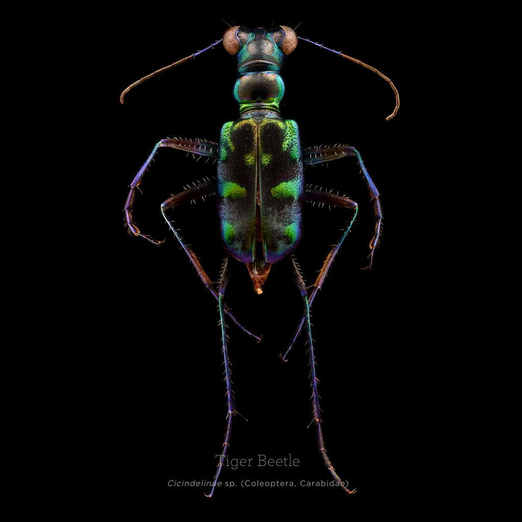 Picture 1 of This is how photographers create an insect macro work