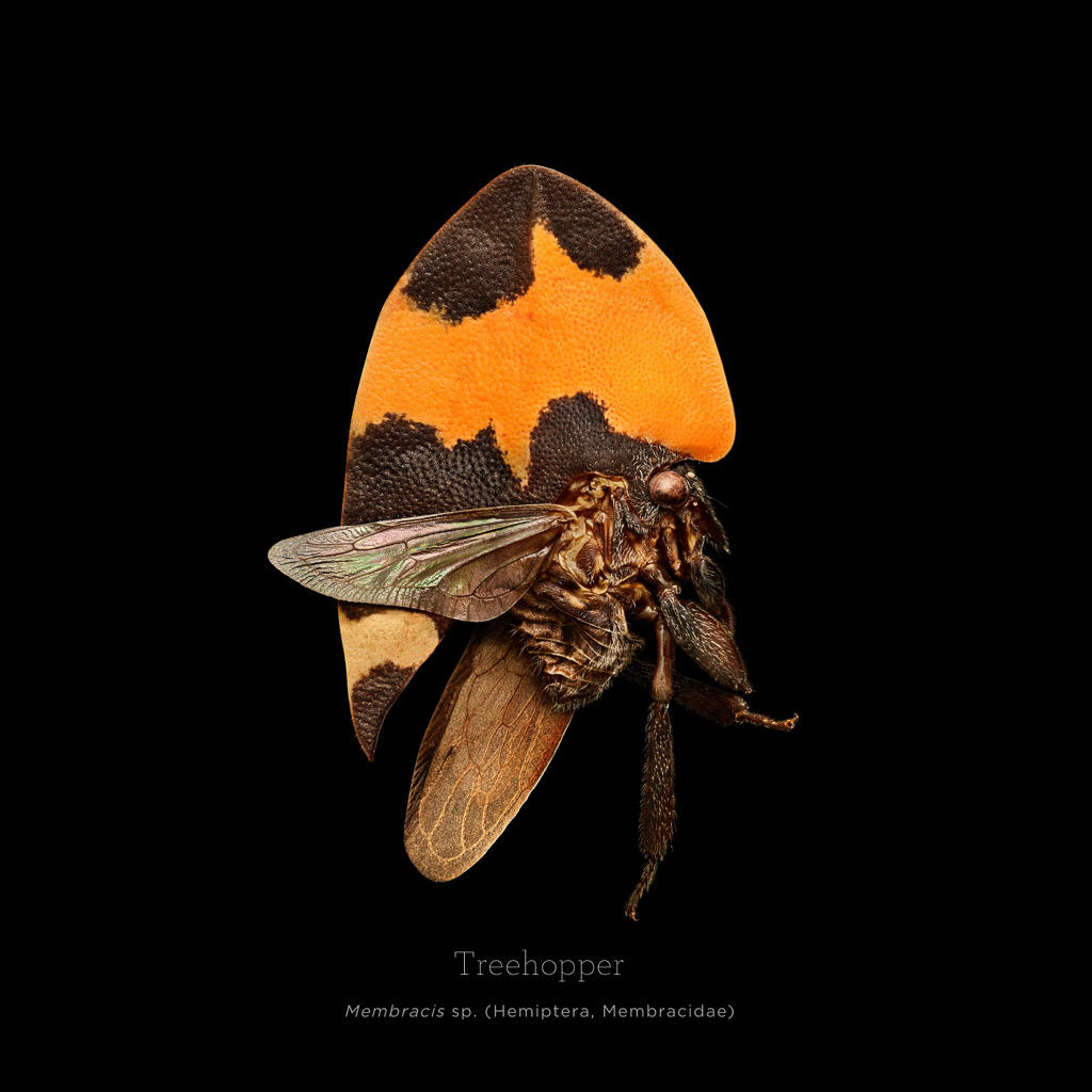 Picture 11 of This is how photographers create an insect macro work