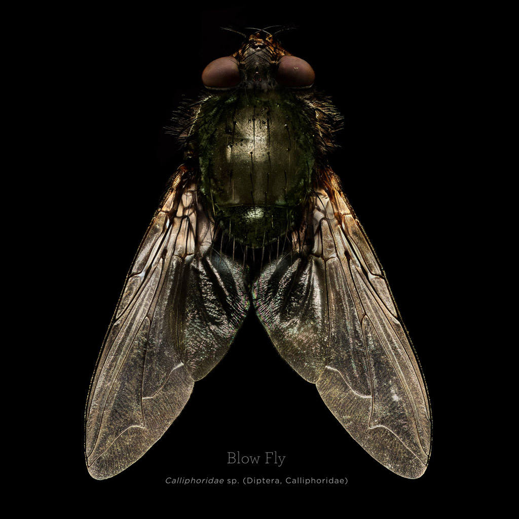 Picture 12 of This is how photographers create an insect macro work