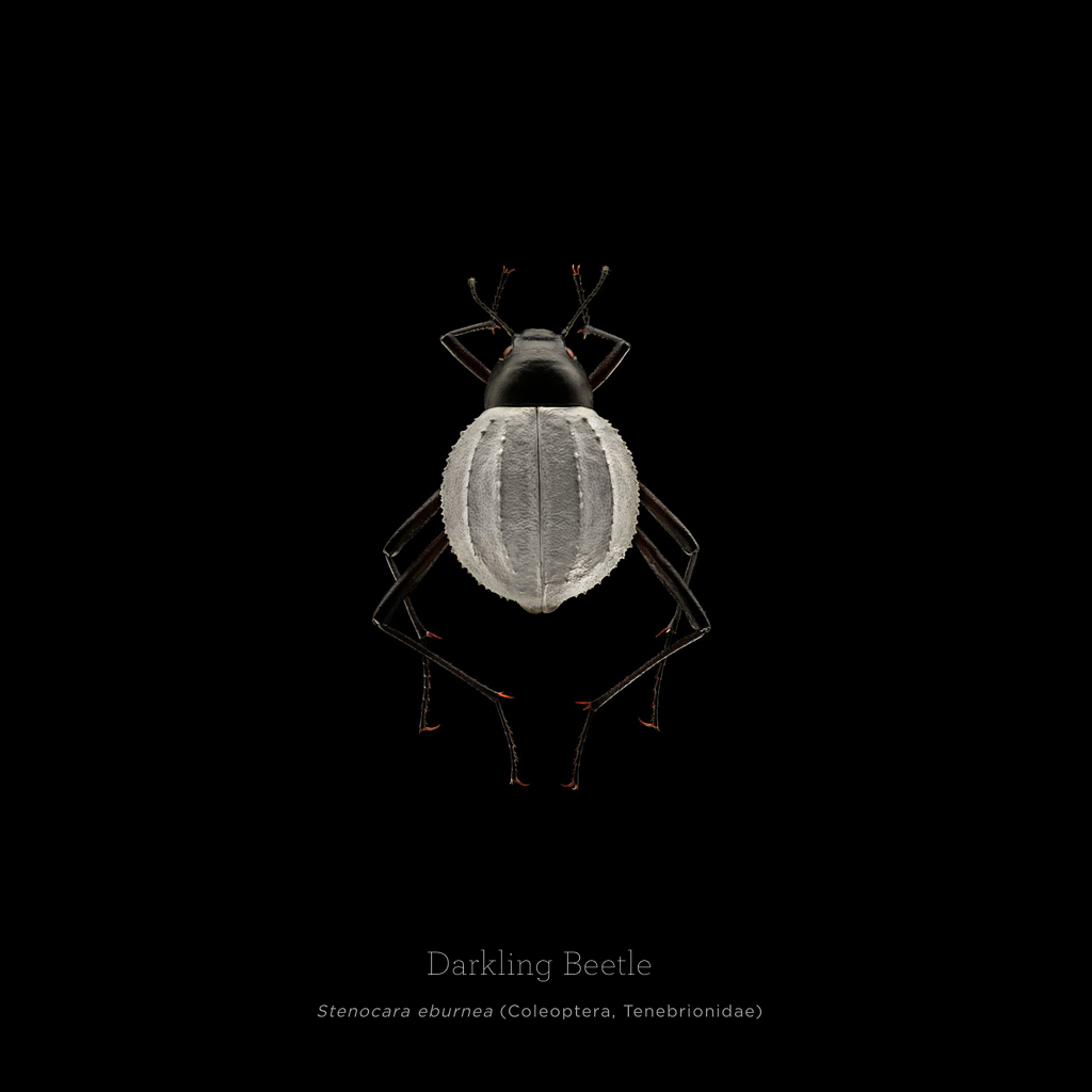 Picture 14 of This is how photographers create an insect macro work