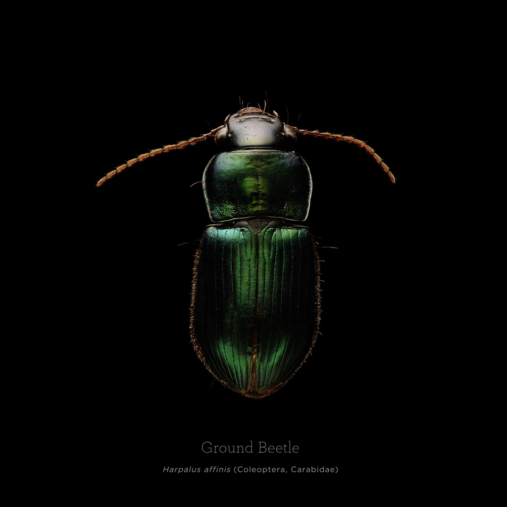 Picture 15 of This is how photographers create an insect macro work
