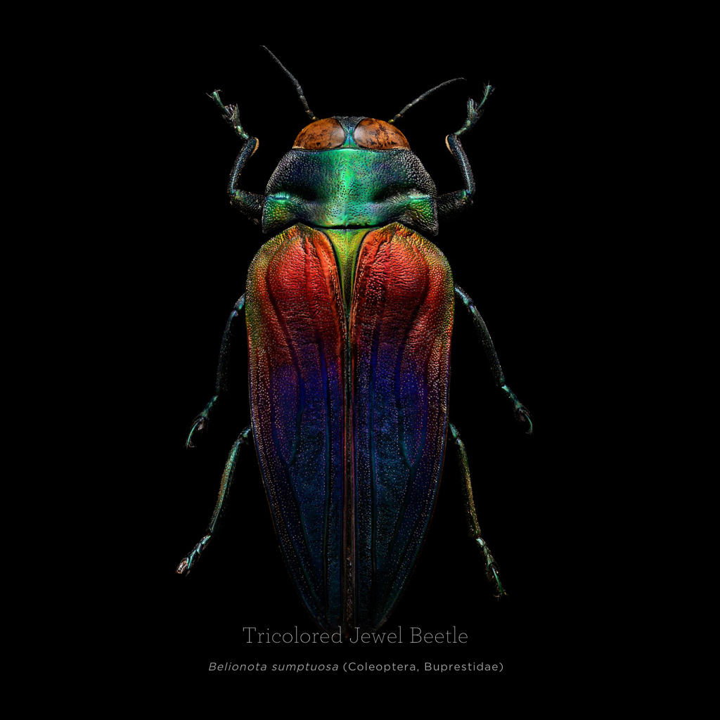 Picture 16 of This is how photographers create an insect macro work
