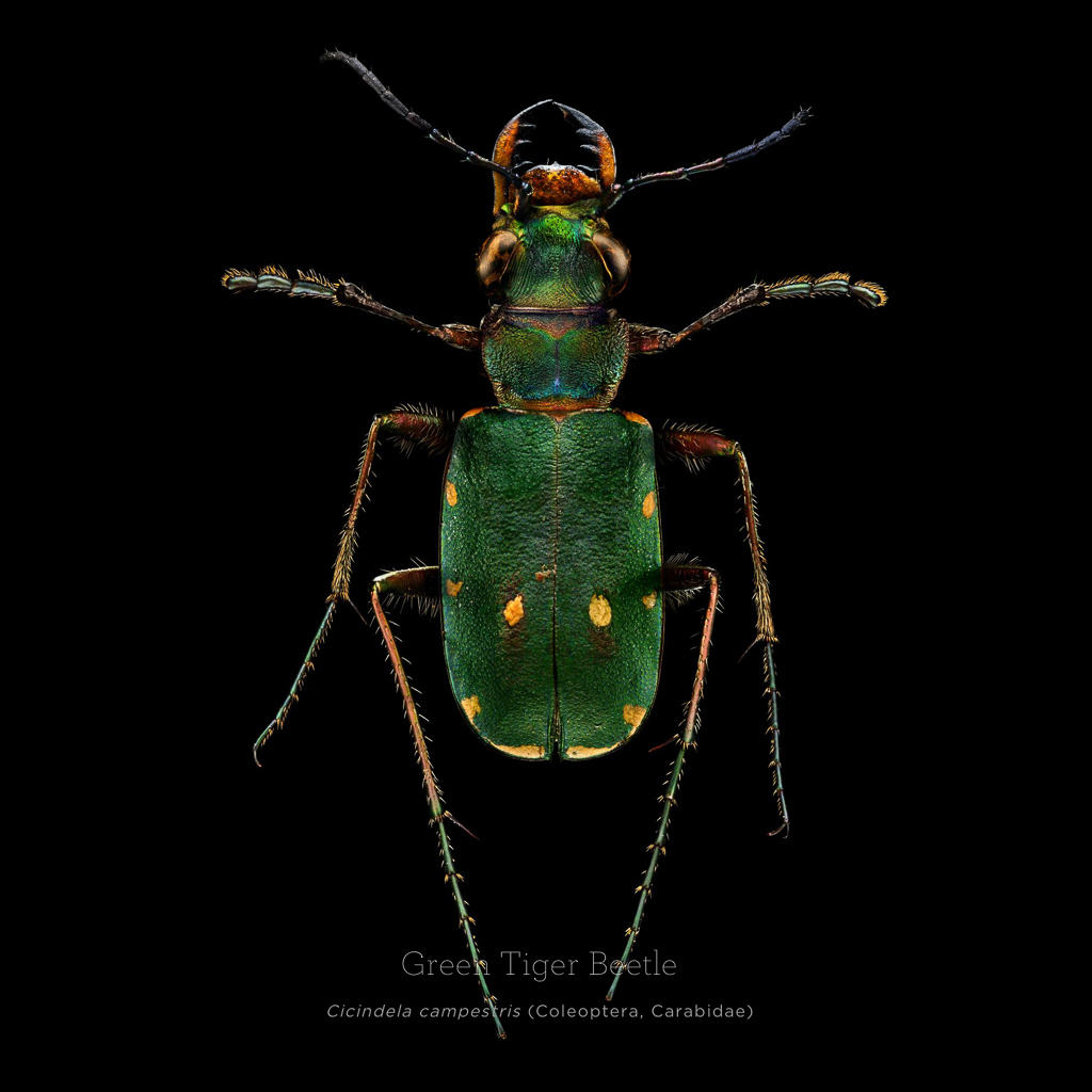 Picture 18 of This is how photographers create an insect macro work