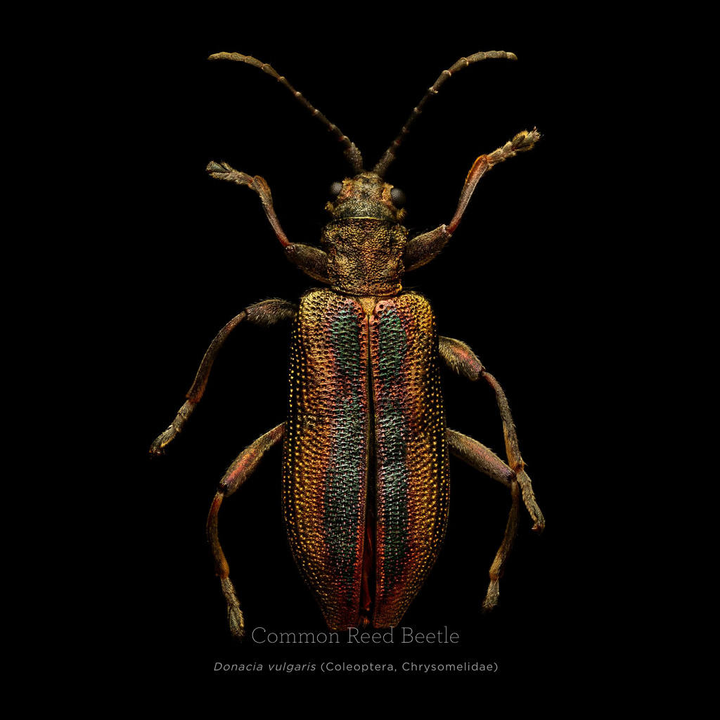 Picture 19 of This is how photographers create an insect macro work