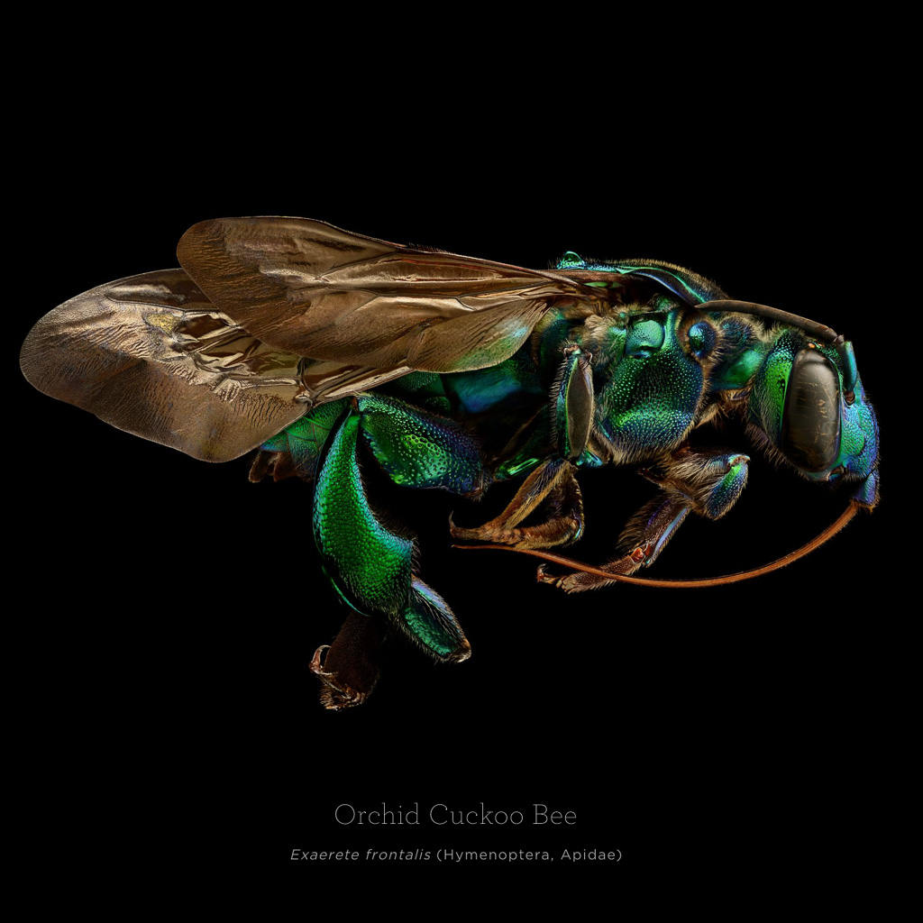 Picture 2 of This is how photographers create an insect macro work