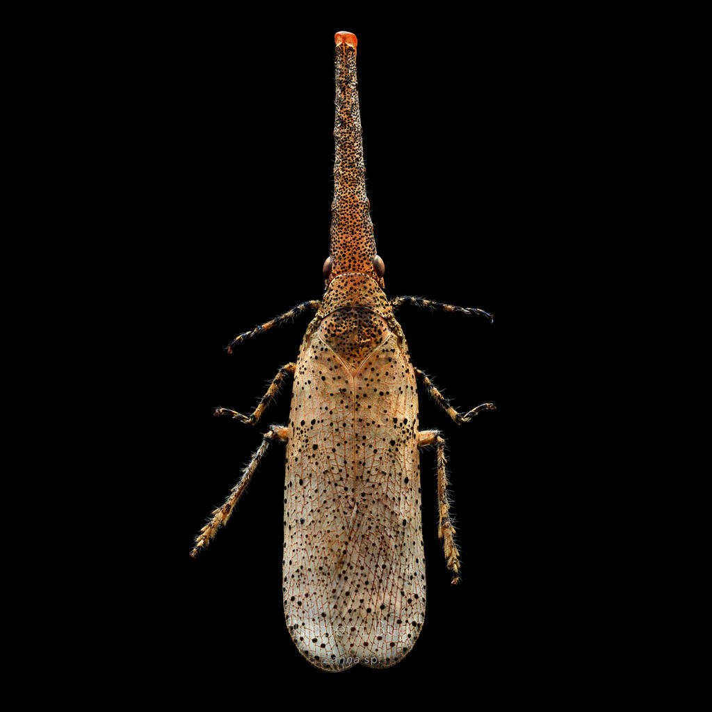 Picture 20 of This is how photographers create an insect macro work