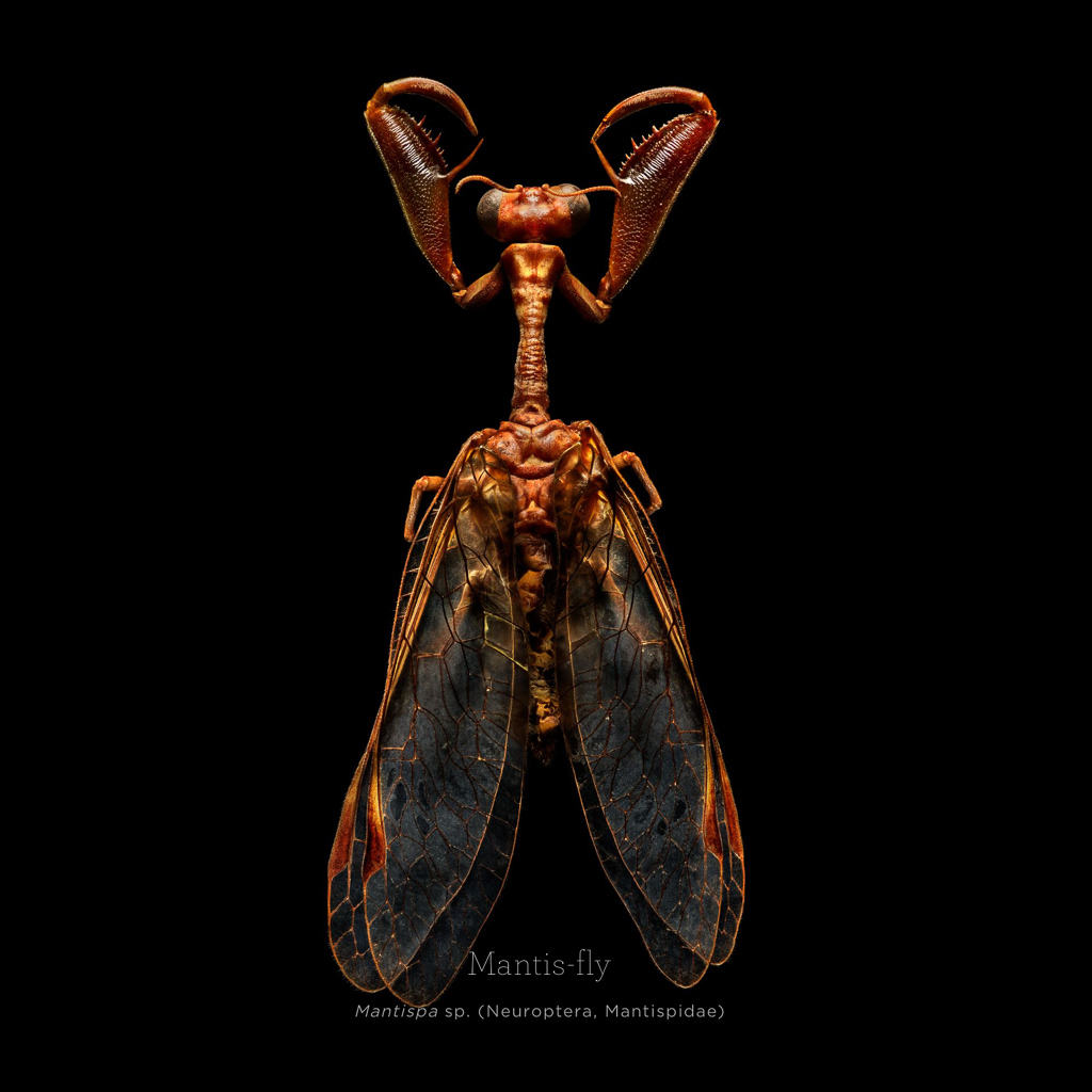 Picture 21 of This is how photographers create an insect macro work