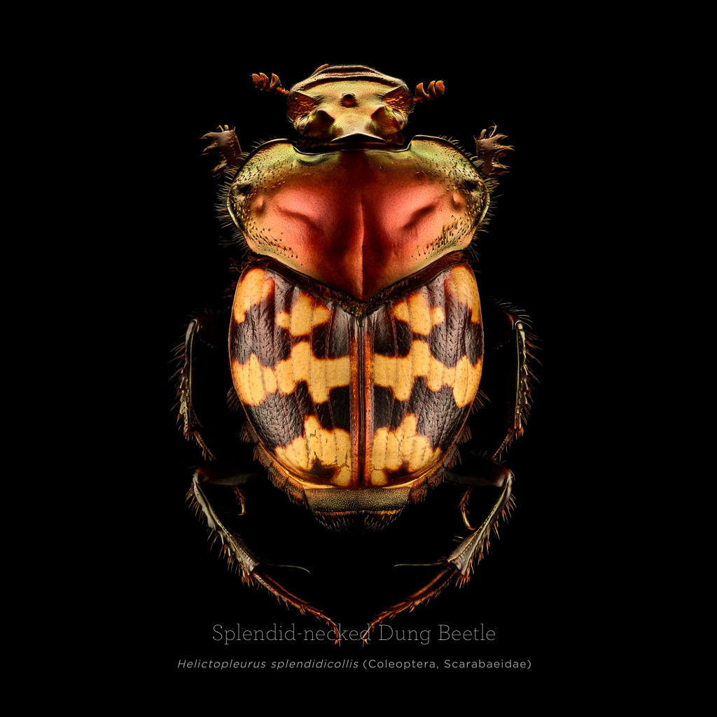 Picture 22 of This is how photographers create an insect macro work