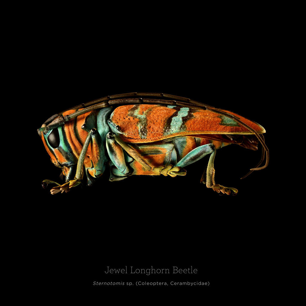 Picture 3 of This is how photographers create an insect macro work