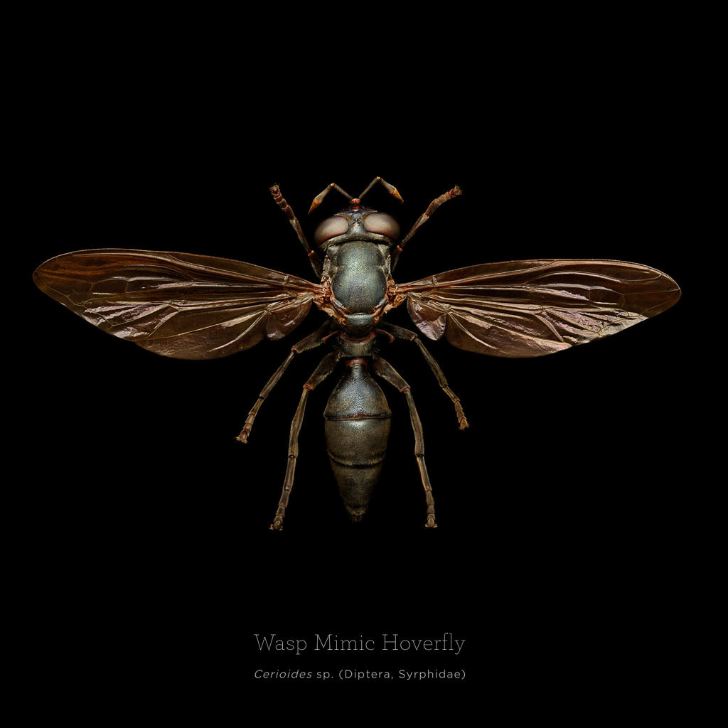 Picture 4 of This is how photographers create an insect macro work