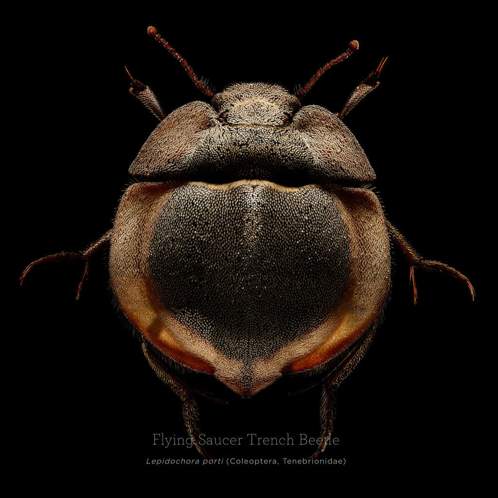 Picture 5 of This is how photographers create an insect macro work