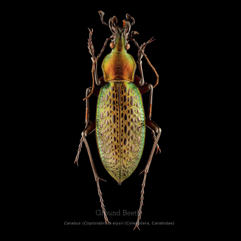 Picture 6 of This is how photographers create an insect macro work