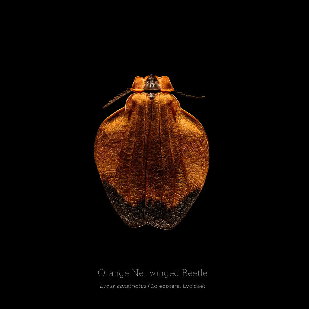 Picture 7 of This is how photographers create an insect macro work