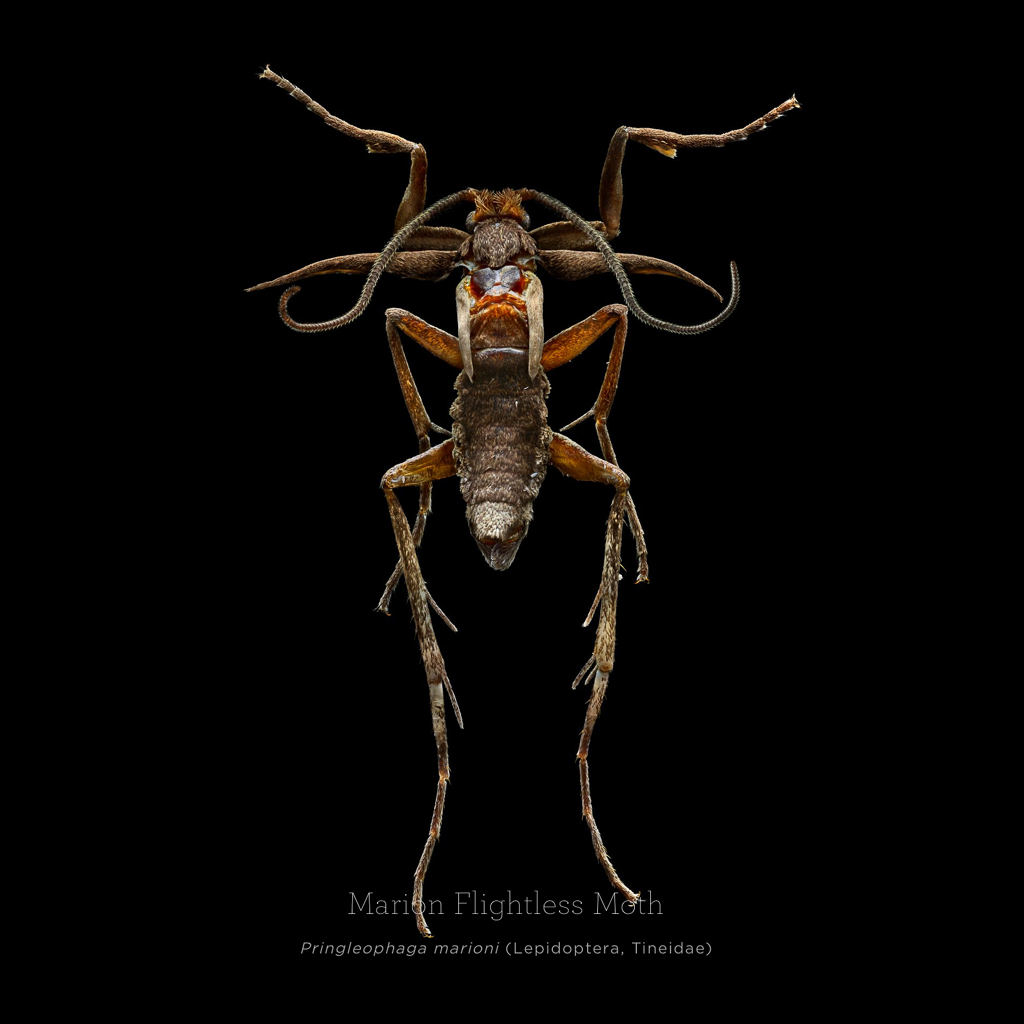 Picture 8 of This is how photographers create an insect macro work