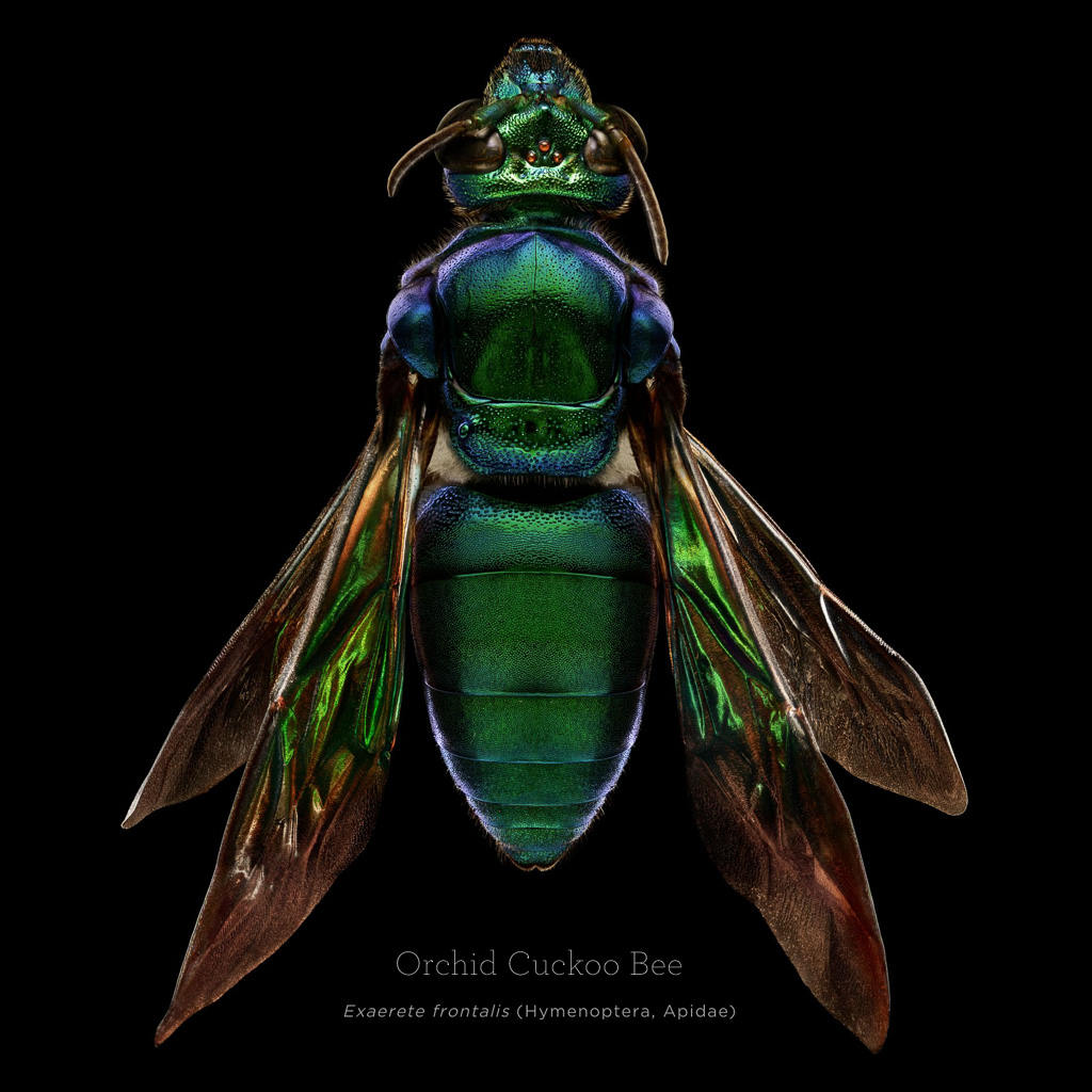 Picture 9 of This is how photographers create an insect macro work