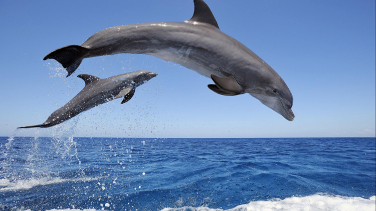 Picture 6 of This is the fastest way to swim in the world, but it is not present in competitions