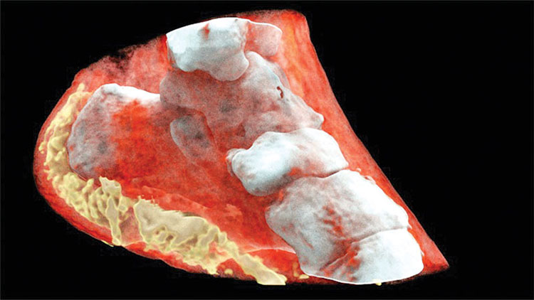 Picture 2 of This is the first 3D color X-ray image in the world, don't see if you're weak at heart