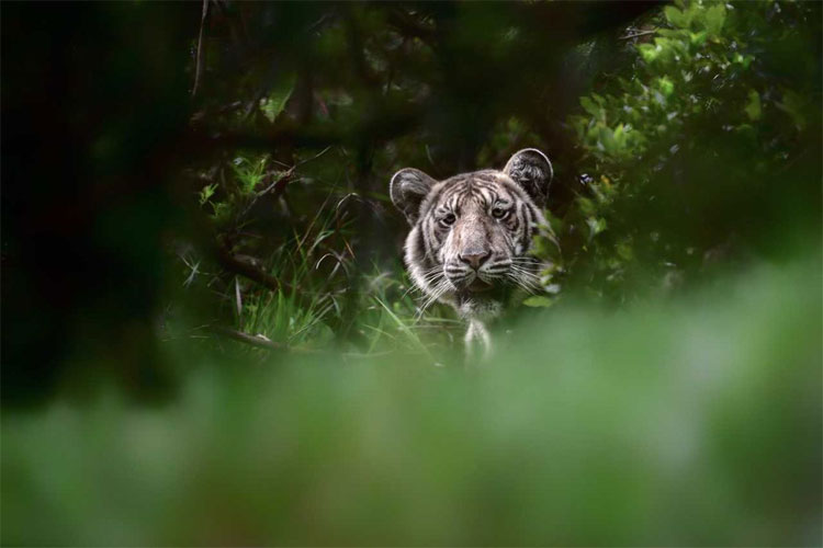 Picture 2 of This is the most special white tiger on the planet, the whole world has only one
