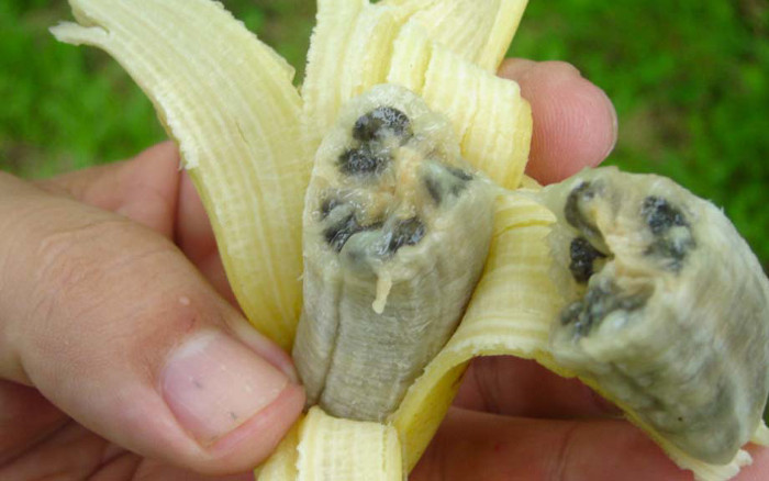 Picture 3 of This is the reason you may never eat bananas again