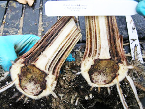Picture 6 of This is the reason you may never eat bananas again