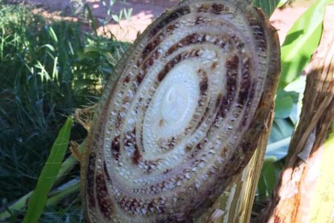 Picture 7 of This is the reason you may never eat bananas again