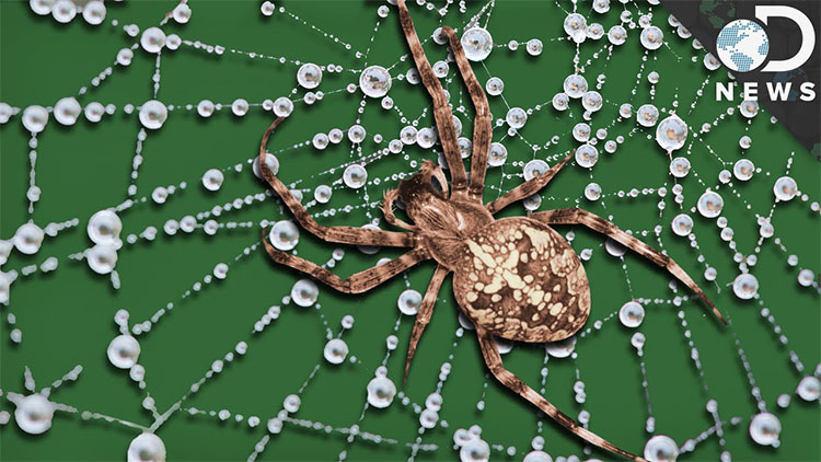 Picture 2 of This is why fragile spider silk is 5 times stronger than steel