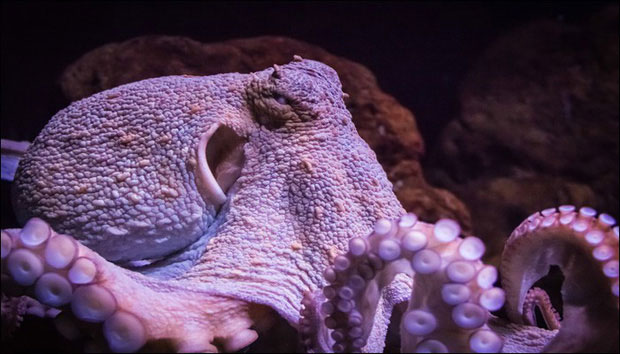 Picture 1 of This is why octopus is recognized as the most monstrous creature on the planet