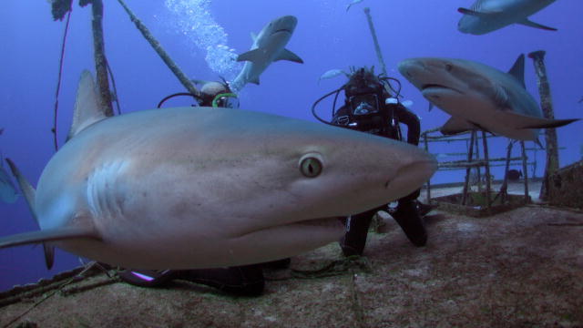 Picture 1 of This is why you never see white sharks in the oceanographic museum