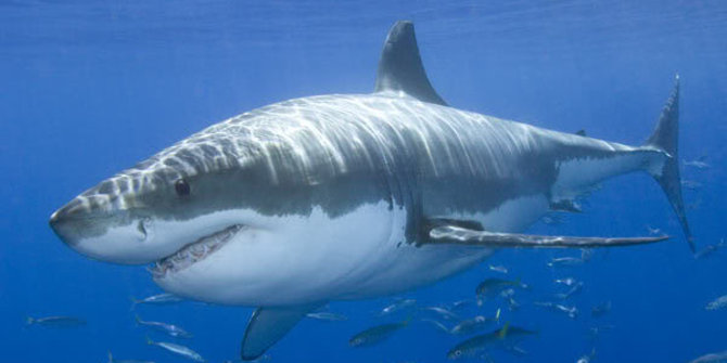 Picture 2 of This is why you never see white sharks in the oceanographic museum