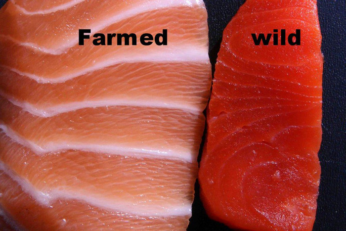 Picture 1 of This is why you should stop eating farmed salmon