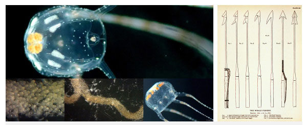 Picture 3 of This jellyfish is extremely dangerous, and its sperm also have an extremely creepy name