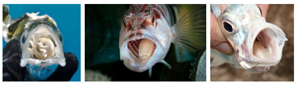 Picture 4 of This photo is ravishing until you take a closer look to see a horror truth