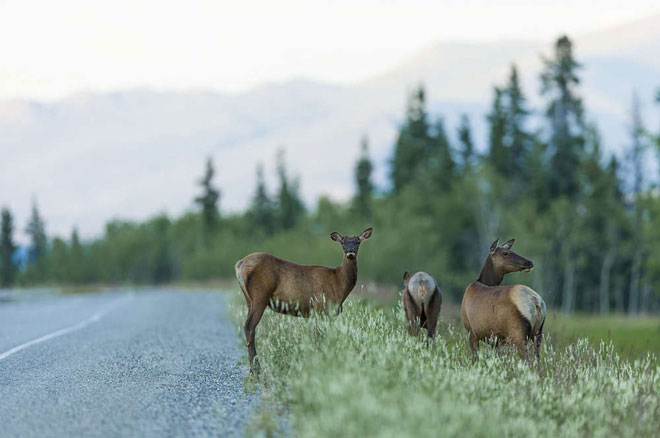 Picture 2 of This species of deer actually
