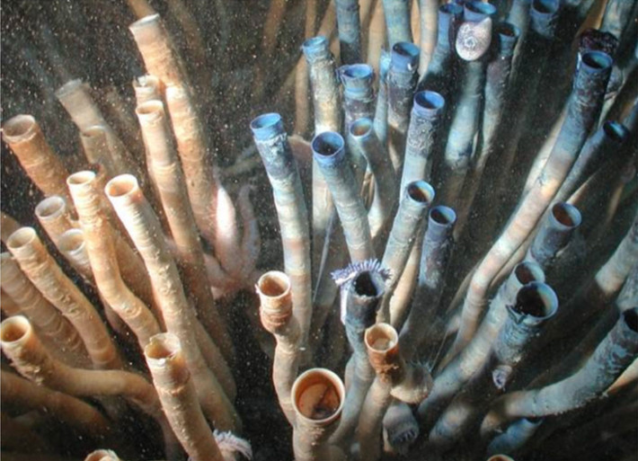 This strange pipe worm may be the longest living animal in the world images 2