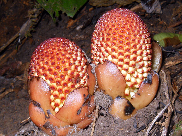 Picture 4 of Those who are not chlorophyll live in Vietnam