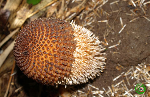 Picture 5 of Those who are not chlorophyll live in Vietnam