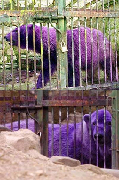 Picture 2 of Those who have lost their species in nature