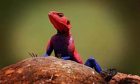Picture 3 of Those who have lost their species in nature
