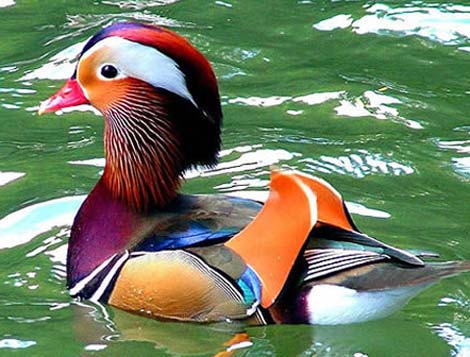 Picture 5 of Those who have lost their species in nature