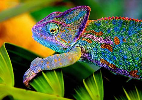 Picture 6 of Those who have lost their species in nature
