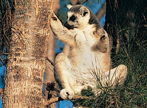 Picture 4 of Those who 'hug trees'