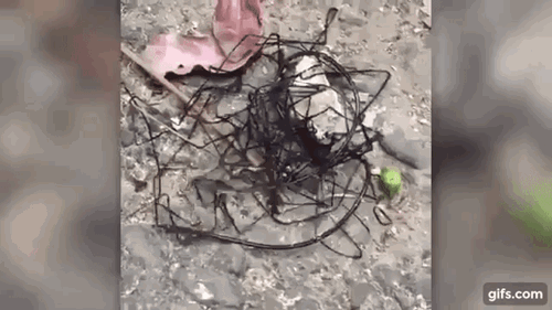 Picture 2 of Thought barbed wire, turned out to be a creepy creature that many people put on their hair