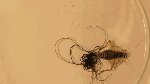 Picture 3 of Thought barbed wire, turned out to be a creepy creature that many people put on their hair