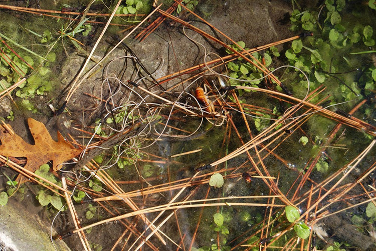Picture 4 of Thought barbed wire, turned out to be a creepy creature that many people put on their hair
