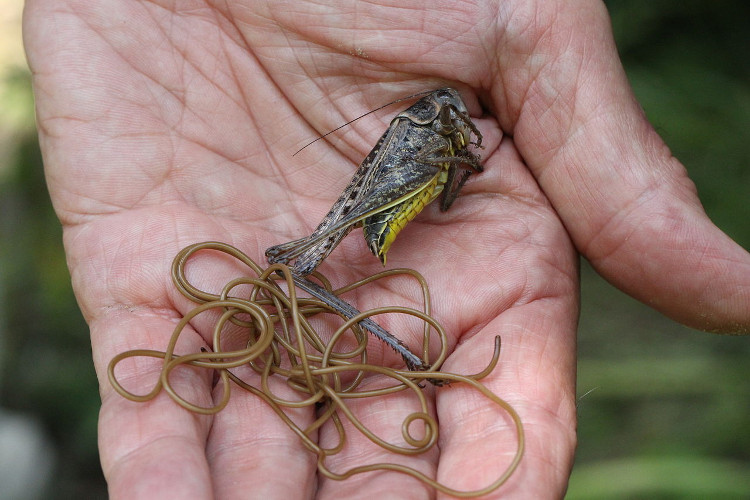 Picture 5 of Thought barbed wire, turned out to be a creepy creature that many people put on their hair
