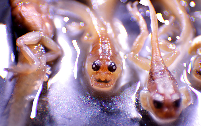 Picture 2 of Thoughtful frogs have become extinct for over 100 years