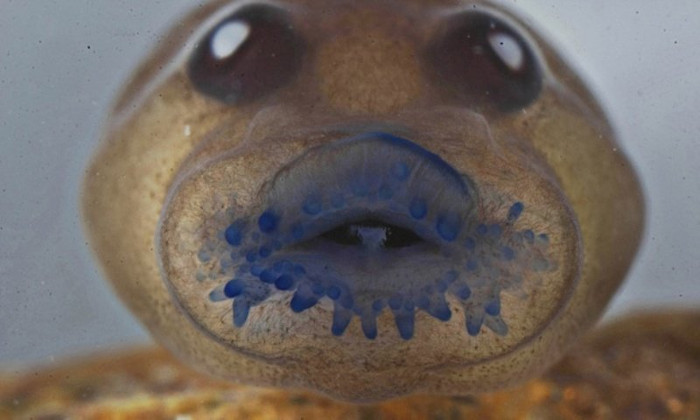 Picture 3 of Thoughtful frogs have become extinct for over 100 years