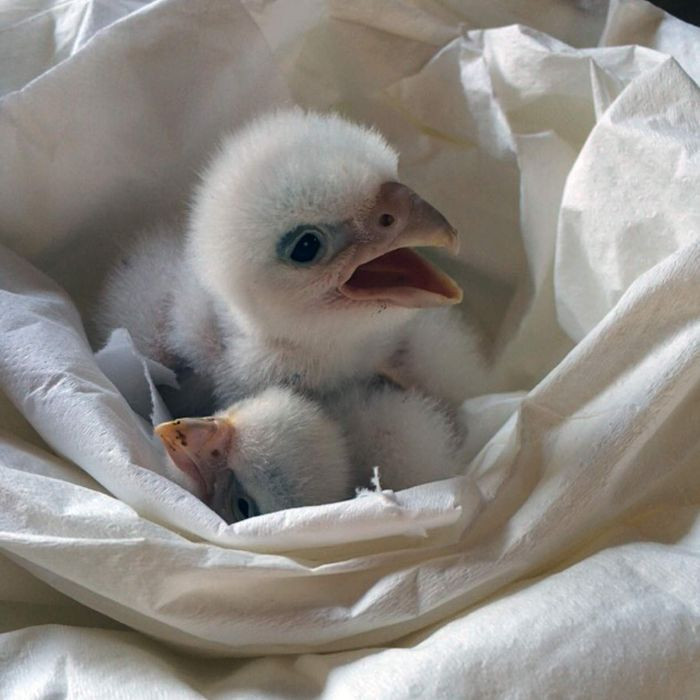 Picture 1 of Thousands of albino birds cut together with their mother