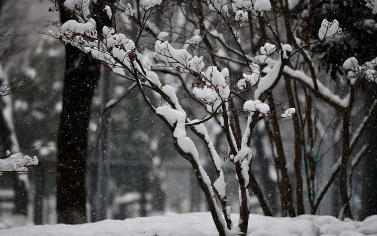 Picture 14 of Thousands of cars in Changzhou are covered by snow for many days